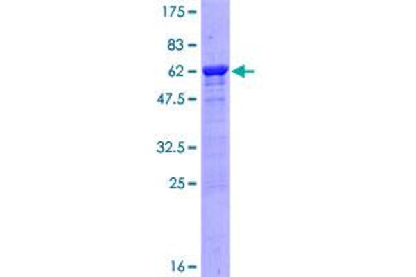 Liver Arginase Protein (AA 1-322) (GST tag)