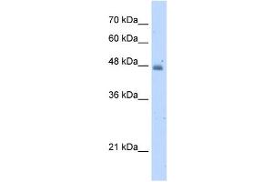 KYNU antibody used at 5 ug/ml to detect target protein.