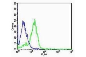 SK-N-MC cells probed with Rabbit Anti-Group I mGLUR Polyclonal Antibody  Alexa Fluor 488 Conjugated Secondary Antibody. (mGluR1 + mGluR5 Antikörper  (AA 651-750))