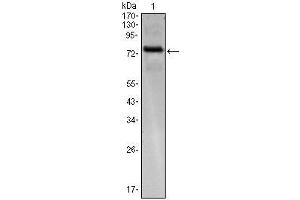 Western Blot showing KLHL25 antibody used against KLHL25 (AA: 2-230)-hIgGFc transfected HEK293 cell. (KLHL25 Antikörper)