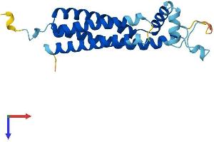 TSPAN31 Protein (AA 1-210) (His tag)