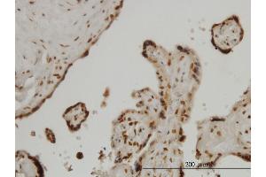 Immunoperoxidase of monoclonal antibody to FOXA2 on formalin-fixed paraffin-embedded human placenta. (FOXA2 Antikörper  (AA 363-457))