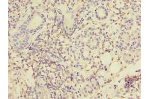Immunohistochemistry of paraffin-embedded human pancreatic tissue using ABIN7159469 at dilution of 1:100