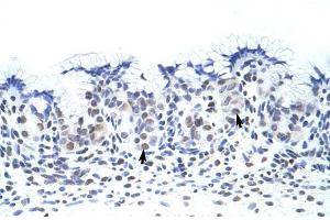 Human Stomach; ZNF70 antibody - C-terminal region in Human Stomach cells using Immunohistochemistry (ZNF70 Antikörper  (C-Term))
