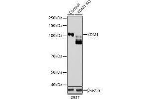 Western Blotting (WB) image for anti-Lysine (K)-Specific Demethylase 1A (KDM1A) (AA 130-380) antibody (ABIN3021575)