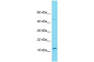 Host: Rabbit Target Name: SNX20 Sample Type: U937 Whole Cell lysates Antibody Dilution: 1.