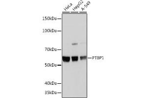 Western blot analysis of extracts of various cell lines, using PTBP1 Rabbit mAb (ABIN7269464) at 1:1000 dilution. (PTBP1 Antikörper)
