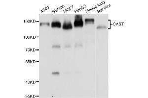 Western blot analysis of extracts of various cell lines, using CAST antibody (ABIN5975784) at 1/1000 dilution. (Calpastatin Antikörper)