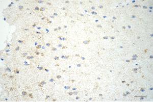 Immunohistochemistry was performed on paraffin-embedded mouse brain using glutamic-oxaloacetic transaminase 2 antibody (ABIN7798746), 1:200). (Rekombinanter GOT2 Antikörper)
