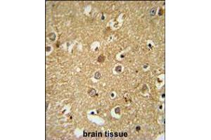 RAB11FIP2 Antibody immunohistochemistry analysis in formalin fixed and paraffin embedded human brain tissue followed by peroxidase conjugation of the secondary antibody and DAB staining. (RAB11FIP2 Antikörper  (AA 345-374))