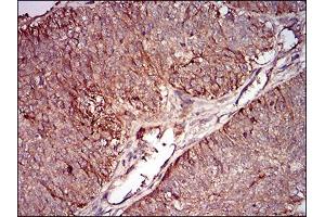 Immunohistochemistry (IHC) image for anti-BPI Fold Containing Family A, Member 2 (BPIFA2) (AA 16-169) antibody (ABIN1724943)