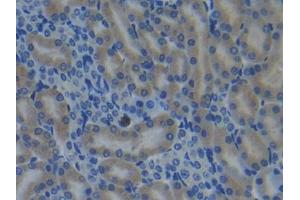 IHC-P analysis of Mouse Kidney Tissue, with DAB staining. (CYP26A1 Antikörper  (AA 250-495))