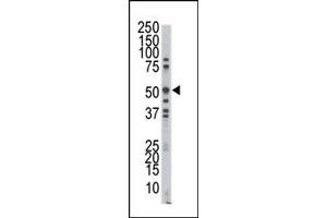 Western blot analysis of anti-MOK Pab in A375 cell lysate. (RAGE Antikörper  (C-Term))