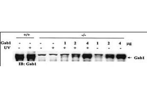 Rescue of the JNK pathway by expression of wild-type Gab1 in Gab1-/- cells.