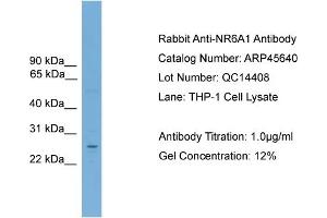 WB Suggested Anti-NR6A1  Antibody Titration: 0.