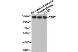 Western Blotting (WB) image for anti-Telomerase Reverse Transcriptase (TERT) antibody (ABIN1875058) (TERT Antikörper)