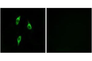 Immunofluorescence (IF) image for anti-Olfactory Receptor, Family 51, Subfamily B, Member 2 (OR51B2) (AA 196-245) antibody (ABIN2891140) (OR51B2 Antikörper  (AA 196-245))