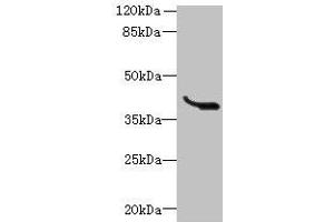 Western blot All lanes: LRTM1 antibody at 0. (LRTM1 Antikörper  (AA 1-212))