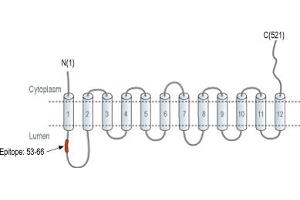 Solute Carrier Family 18 (Vesicular Monoamine Transporter), Member 1 (SLC18A1) peptide