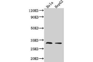 Western Blot Positive WB detected in: Hela whole cell lysate, HepG2 whole cell lysate All lanes: TMEM192 antibody at 3. (TMEM192 Antikörper  (AA 193-271))