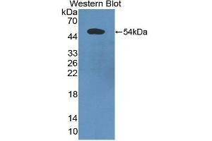 Western Blotting (WB) image for anti-Programmed Cell Death 6 Interacting Protein (PDCD6IP) (AA 174-383) antibody (ABIN3207000) (ALIX Antikörper  (AA 174-383))