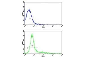 Flow cytometric analysis of Jurkat cells using CD9 antibody (bottom histogram) compared to a negative control (top histogram). (CD9 Antikörper  (AA 21-51))