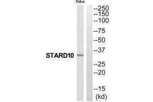 Western blot analysis of extracts from COLO205 cells, using STARD10 antibody. (STAR Antikörper  (N-Term))