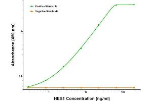ELISA image for anti-Hes Family bHLH Transcription Factor 1 (HES1) antibody (ABIN2722659) (HES1 Antikörper)