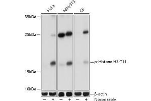 Western blot analysis of extracts of various cell lines, using Phospho-Histone H3-T11 antibody (ABIN3023615, ABIN3023616, ABIN3023617 and ABIN6225469) at 1:1000 dilution. (Histone 3 Antikörper  (pThr11))