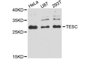 Western blot analysis of extracts of various cell lines, using TESC antibody (ABIN5996690) at 1:3000 dilution. (Tescalcin Antikörper)