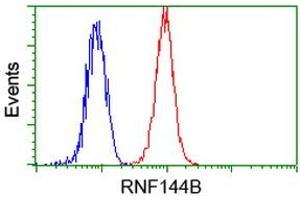 Image no. 2 for anti-Ring Finger Protein 144B (RNF144B) (AA 1-256) antibody (ABIN1490652) (RNF144B Antikörper  (AA 1-256))