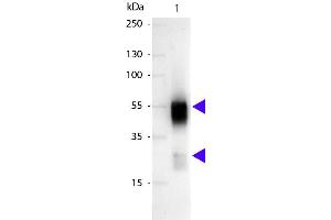 Western blot of Alkaline Phosphatase conjugated Sheep Anti-Rabbit IgG secondary antibody. (Schaf anti-Kaninchen IgG (Heavy & Light Chain) Antikörper (Alkaline Phosphatase (AP)) - Preadsorbed)