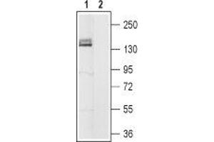 Western blot analysis of rat brain membranes:1. (Hyperpolarization Activated Cyclic Nucleotide-Gated Potassium Channel 4 (HCN4) Peptid)
