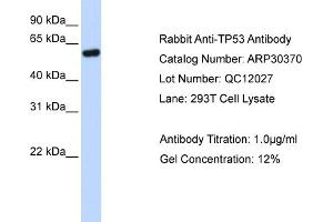 WB Suggested Anti-TP53 Antibody Titration: 0. (p53 Antikörper  (N-Term))