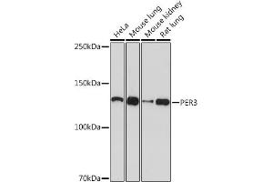 Western blot analysis of extracts of various cell lines, using PER3 Rabbit mAb (ABIN7269225) at 1:1000 dilution. (PER3 Antikörper)