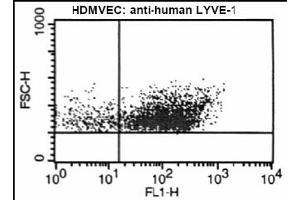 FACS analysis of LYVE-1 on human microvascular endothelial cells using antibody ABIN115663. (LYVE1 Antikörper  (AA 24-231))