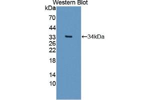 Detection of Recombinant SIRT5, Human using Polyclonal Antibody to Sirtuin 5 (SIRT5) (SIRT5 Antikörper  (AA 37-310))