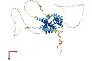 RRP8 Protein (AA 1-457) (His tag)