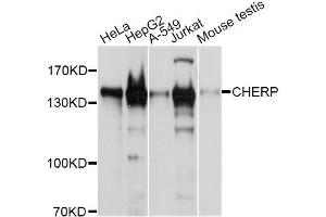 Western blot analysis of extracts of various cell lines, using CHERP antibody (ABIN5996299) at 1/1000 dilution.