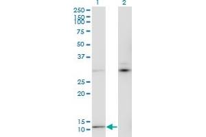 Western Blot analysis of MTCP1 expression in transfected 293T cell line by MTCP1 monoclonal antibody (M05), clone 1G12. (MTCP1 Antikörper  (AA 1-68))