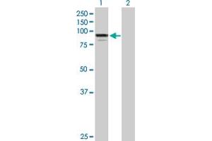 Western Blot analysis of ADARB1 expression in transfected 293T cell line by ADARB1 MaxPab polyclonal antibody. (RED1 Antikörper  (AA 1-741))