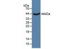 Detection of CTH in Porcine Liver Tissue using Polyclonal Antibody to Cystathionine (CTH) (Cystathionine (AA 163-382) Antikörper)