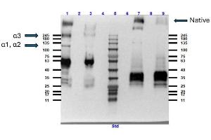 Western Blotting (WB) image for Collagen, Type VI (COL6) protein (ABIN5624600)