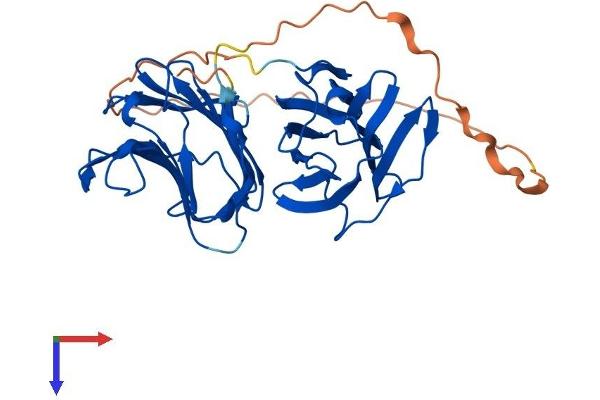 LGALS9B Protein (AA 1-356) (His tag)
