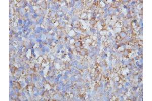 IHC-P: Lymphotactin antibody testing of mouse lymph node (XCL1 Antikörper  (C-Term))