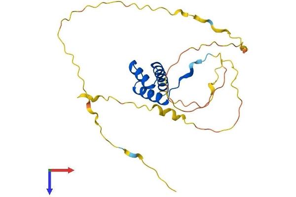 DLX4 Protein (AA 1-240) (His tag)