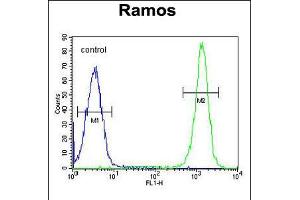 Flow cytometric analysis of Ramos cells (right histogram) compared to a negative control cell (left histogram). (ETFA Antikörper  (C-Term))