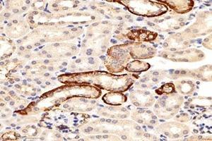 Immunohistochemistry analysis of paraffin-embedded mouse kidney using,PRAP1 (ABIN7075198) at dilution of 1: 8000