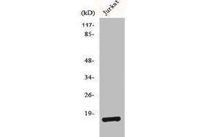 Western Blot analysis of Jurkat cells using BUD31 Polyclonal Antibody (BUD31 Antikörper  (N-Term))