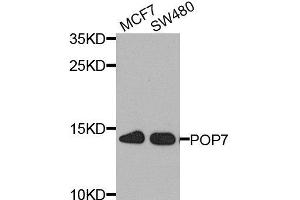 Western blot analysis of extracts of various cell lines, using POP7 antibody. (POP7 Antikörper  (AA 1-140))